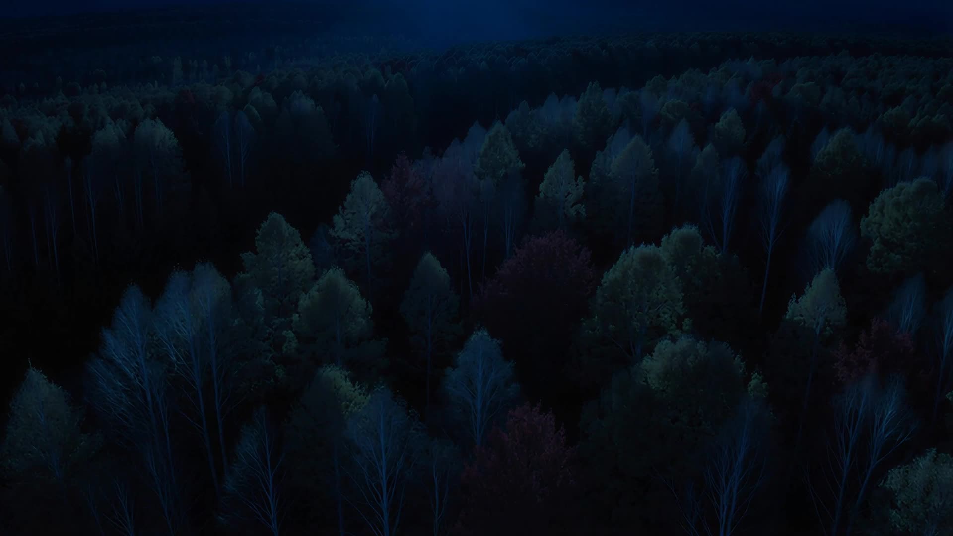 Aerial over autumn forest, gold and red, night version