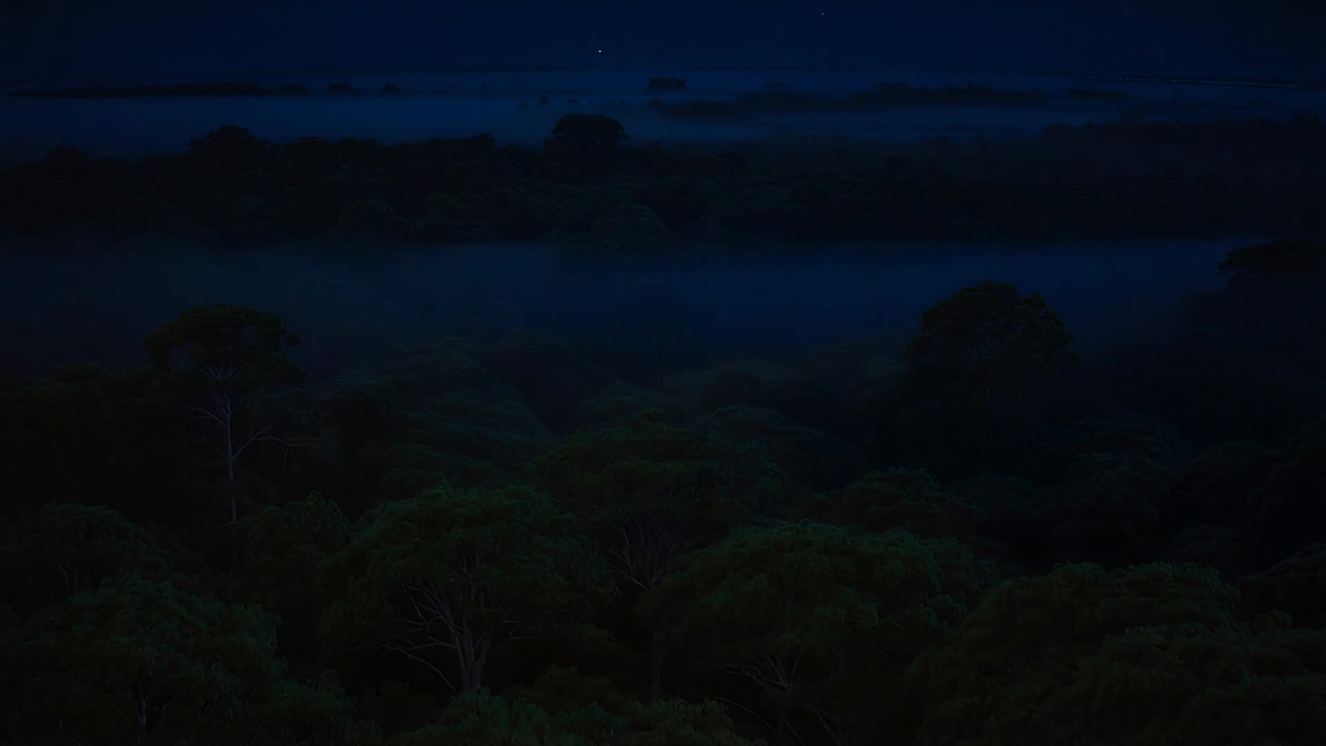 Aerial over dense green canopy, slow drift (night)