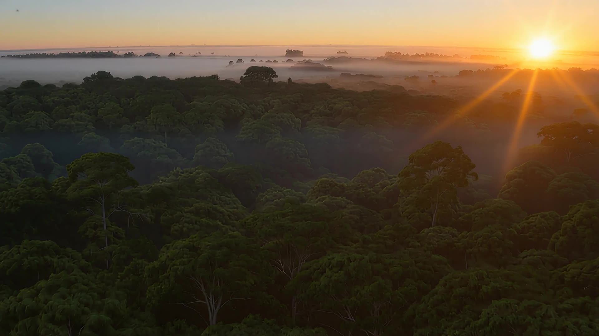 Aerial over dense green canopy, slow drift (sunset)