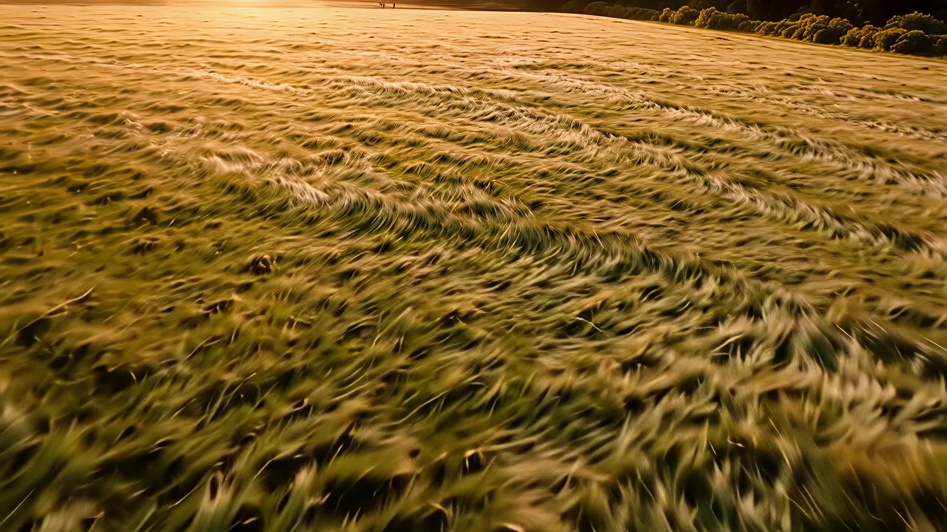 Aerial over open meadow, sunset version