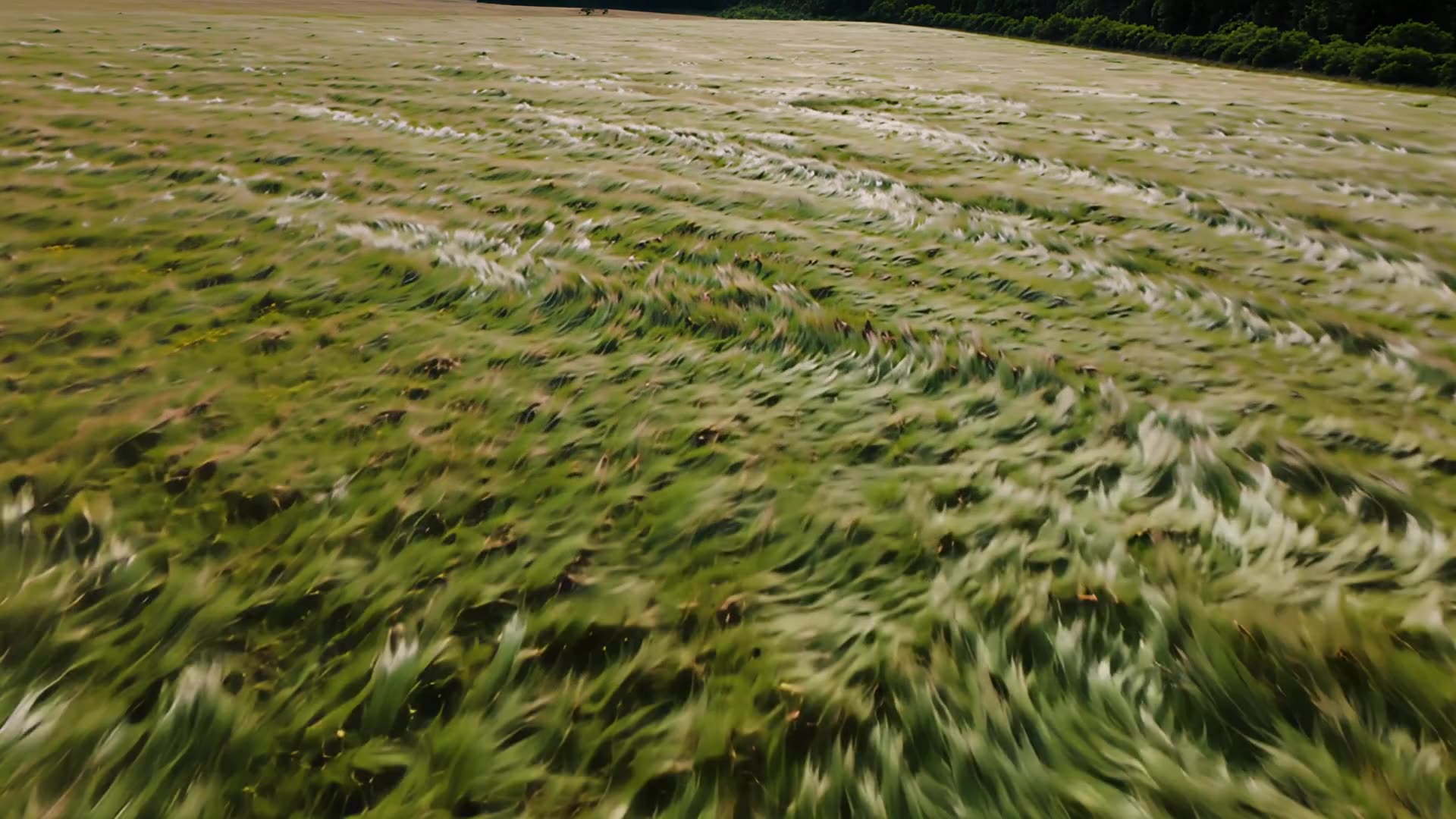 Aerial over open meadow