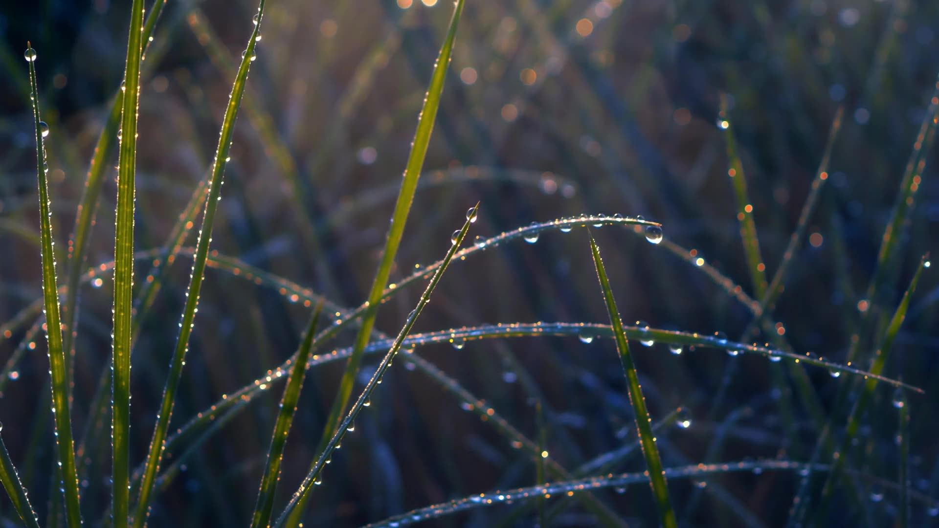 Dew on grass at first light