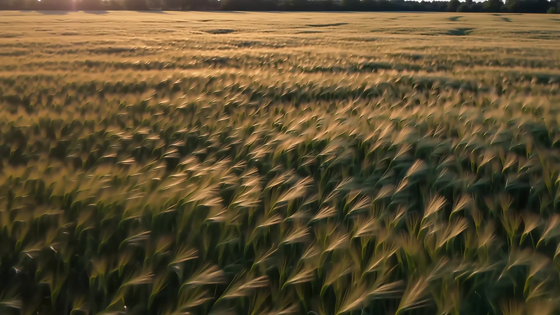 Wind moving through a wide meadow