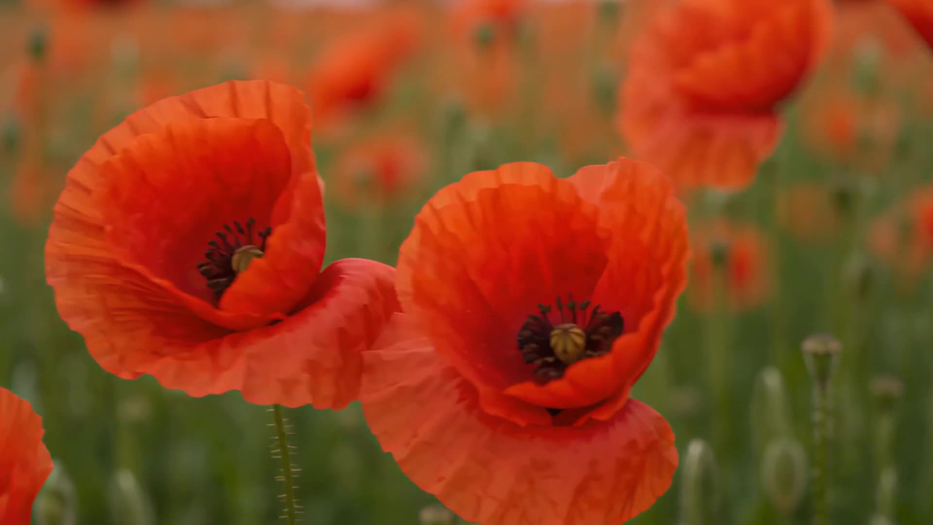Red poppies moving in the wind