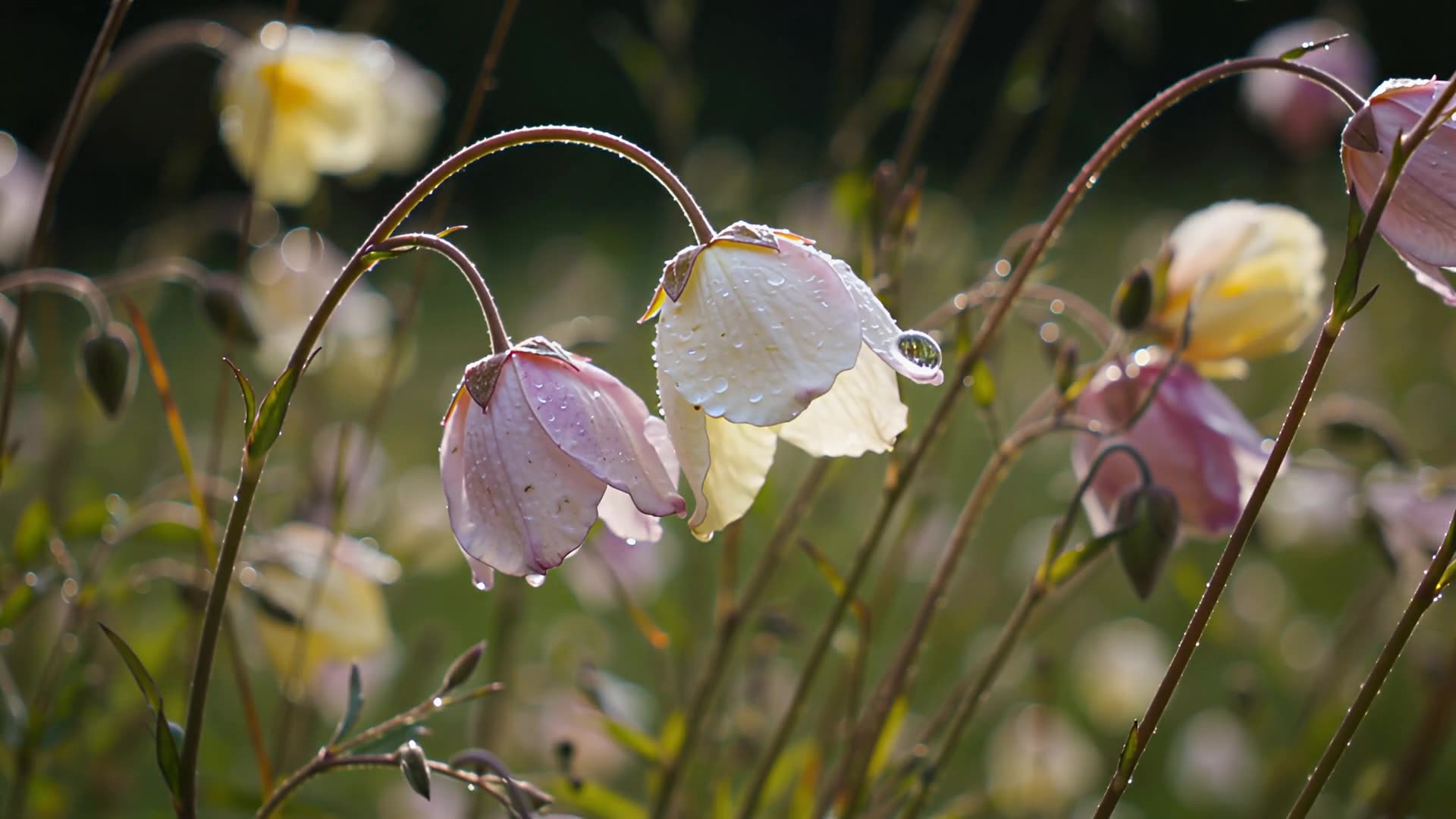 Wildflowers swaying, close-up