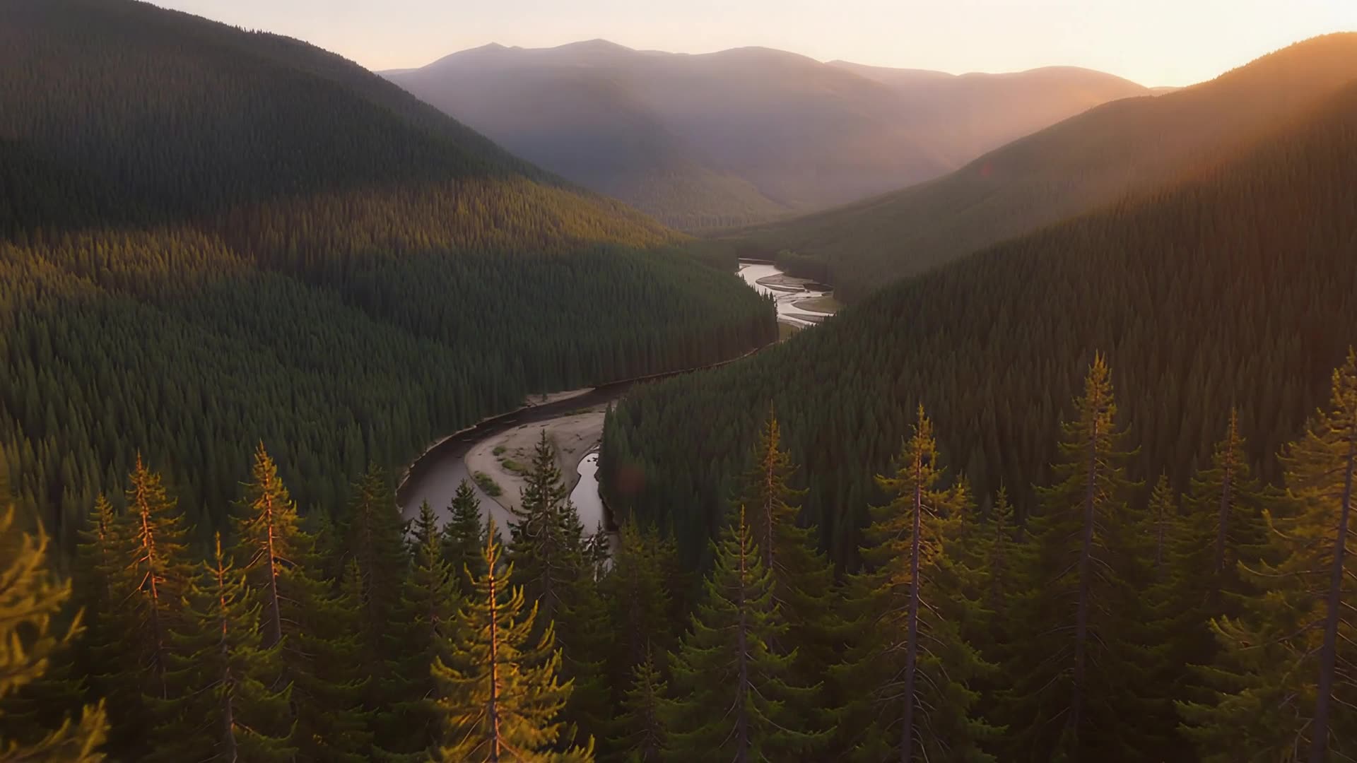 Aerial over pine forest valley (sunset)