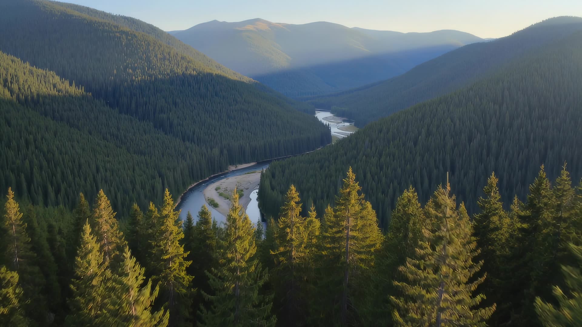Aerial over pine forest valley