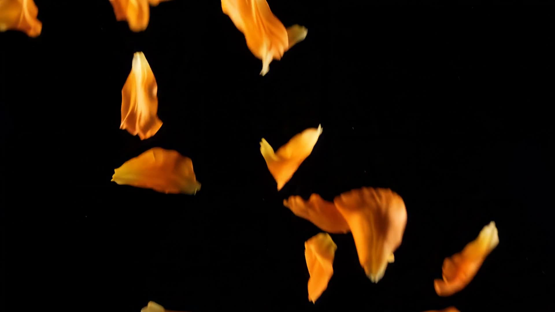 Orange flower petals falling