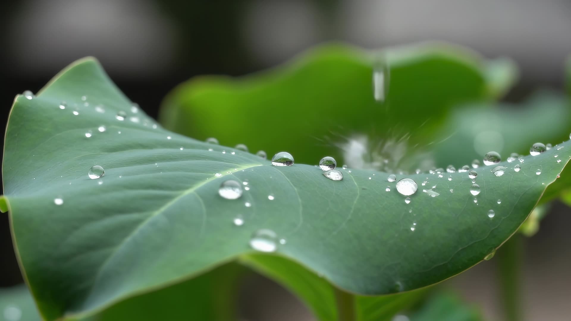 Rain falling on green leaves, close-up