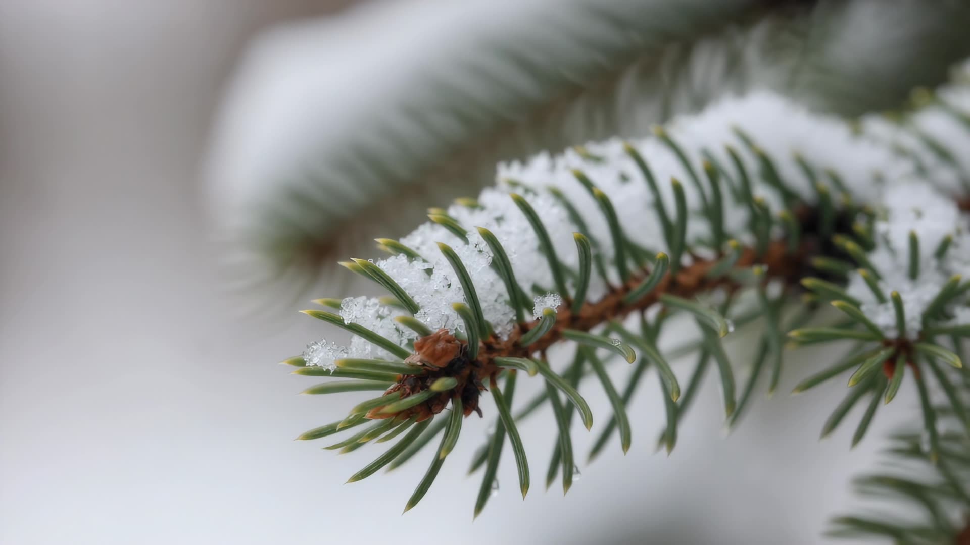 Snow settling on a pine branch, macro